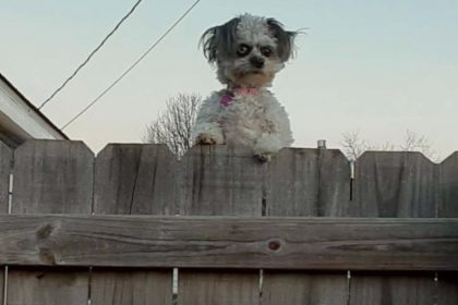 Çitten Bakan Köpeğin Hikayesi 22 junebug2
