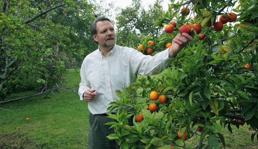 Meyve Yediğinizde Çekirdeğini Atmayın 4 meyve agaclari