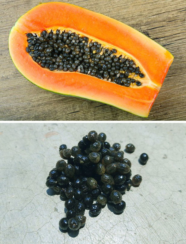 papaya meyvesi