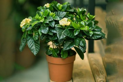 guzel kokulu cicekler