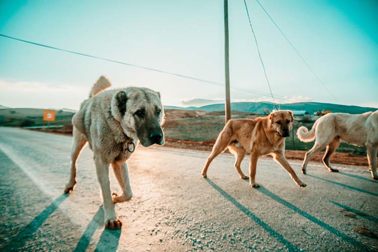 rüyada köpek kakası görmek ne anlama gelir