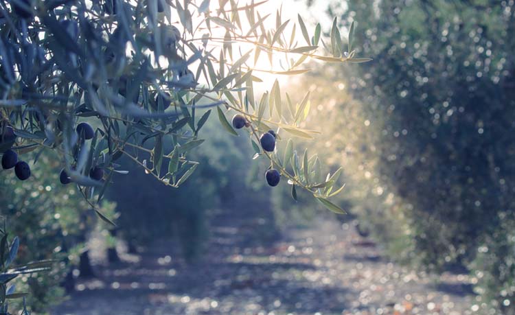 Rüyada Zeytin Görmek Ne Anlama Gelir? Bilgecafe